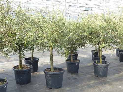 gruenwaren jakubik Olivenbaum 15 Jahre Olive 'Angebot' 150-170 cm, beste Qualität, winterhart, Olea Europaea