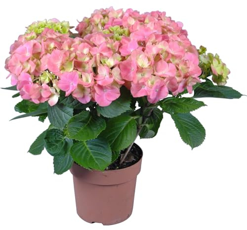 Hortensia Rosa en Maceta Planta Natural con Flores Vibrantes y Follaje Exuberante