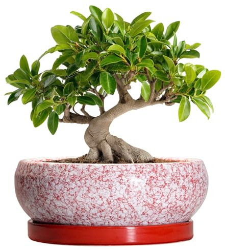 EPFamily Bonsai-Töpfe aus Keramik, 25,4 cm, mit Ablauflöchern und Untersetzern, Rot