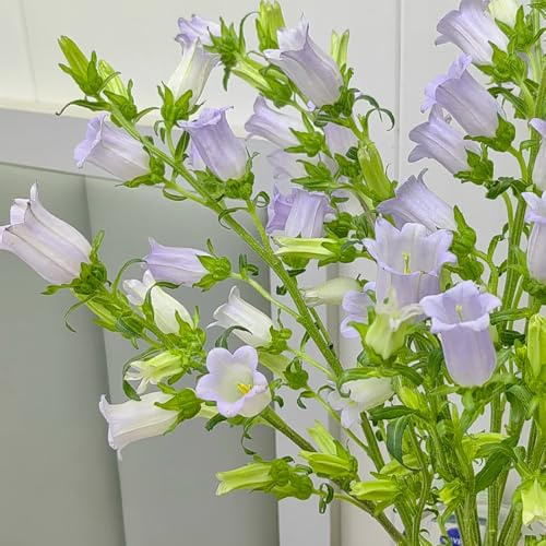 semi di campanula - giardino, resistenti 750pcs