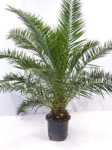 [Palmenlager] XXL Phoenix canariensis -kanarische Dattelpalme 180-190 cm // Indoor & Outdoor Palme // viele Blätter + dicker Stamm