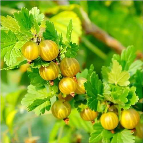 5 Yellow Gooseberry Plants/Uva Crispa Hinnonmakii', Ready to Fruit 3fatpigs®