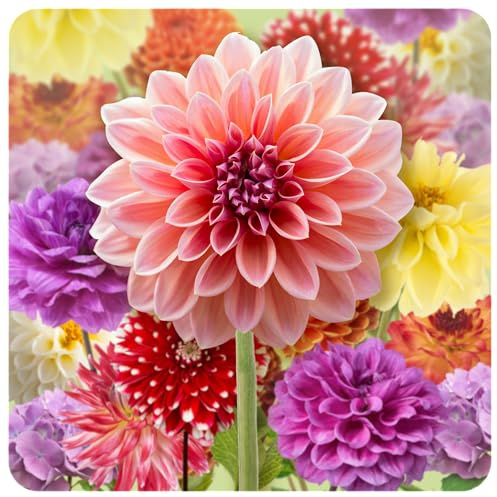 Bulbes de Dahlias 12 x 'Farmers Favorites' - The Bulb Farmers - Été - Cultivé aux Pays-Bas -Bulbes de Dahlias -Bulbes à fleurs