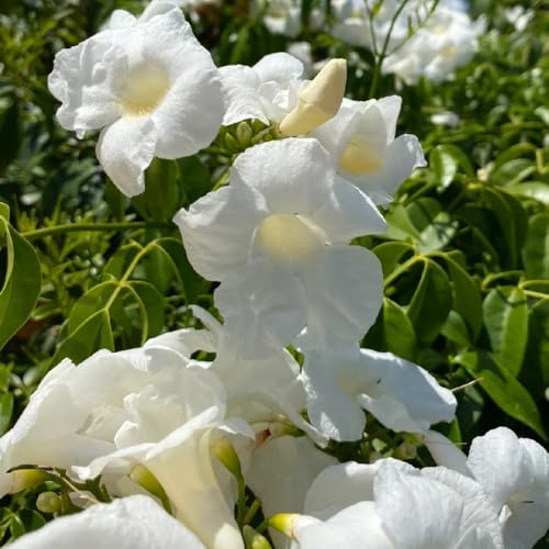 Trompetenblume - blumensamen seltene hängepflanzen winterhart mehrjährig gartendeko für draußen kübelpflanzen steingartenpflanzen rankpflanzen 25Samen