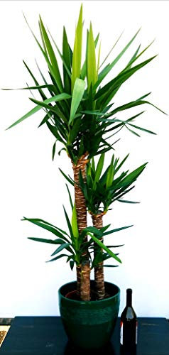 POWERS TO FLOWERS - YUCCA A TRE TRONCHI XXL IN VASO CERAMICA VERDE, Tronchetto della felicità, pianta vera