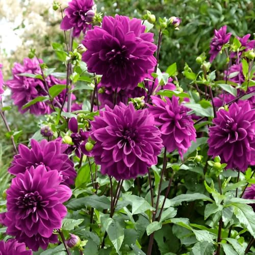 1 x Dahlia Decorative Thomas A Edison – Early Bloomer with Purple Flowers – Summer Flowering Bulb – Perennials – for Your Beautiful Garden
