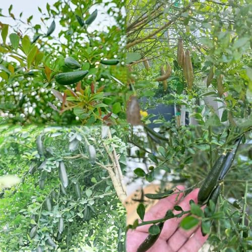 semillas de lima dedo, árbol 200pcs