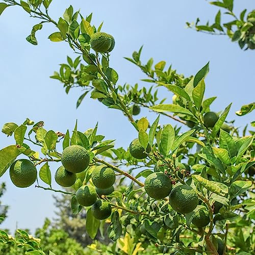 zitronenbaum balkonpflanzen winterhart exotische indoor garten pflanztopf zimmerpflanzen bonsai obstbäume winterharte stauden mehrjährig steingartenpflanzen winterhart büropflanzen 300samen