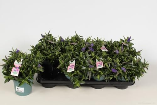 Hebe - Shrubby Perennial - 12cm Ready to Plant Out. (1, Blue)