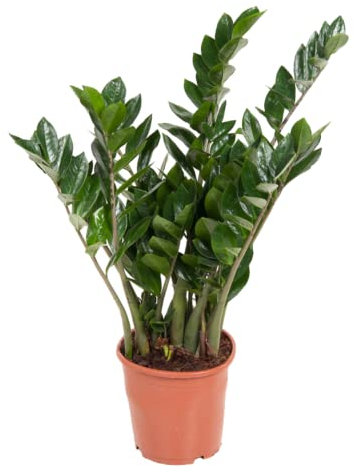 Plant in a Box - Zamioculcas Emerald - ZZ plant - Sehr pflegeleichte grüne Zimmerpflanze - Glänzende gefiederte Blätter - Echte Grüne Pflanze - Topf 21cm - Höhe 70-80cm