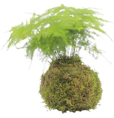 Kokedama Asparagus Plumosus | DECOALIVE | Maceta Musgo Natural |Esparraguera Plumosa