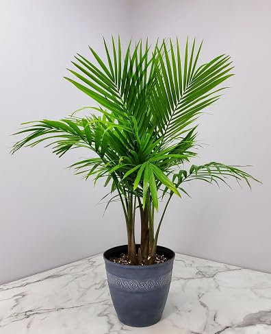 30 pezzi di semi di palma