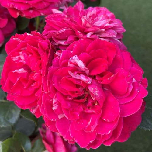 YouGarden Andrew's Rose, Established Plant in 4 Litre Pot, Ready to Plant Bush Rose, Grow in Pots, Beds, or Borders for Summer and Autumn Flowers