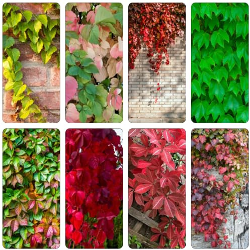 Wilder Wein dekopflanzen pflanztopf Parthenocissus tricuspidata büropflanzen steingartenpflanzen pflanzenkübel winterharte balkonpflanzen exotische zimmerpflanzen pflanzendeko 200samen