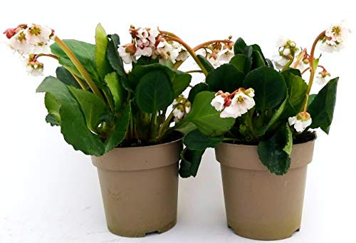 POWERS TO FLOWERS - BERGENIA BIANCA 2 PIANTE, pianta vera