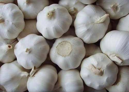 30 Garlic Cloves  Solent Wight Planting Now UK 2024 Garlic Seeds