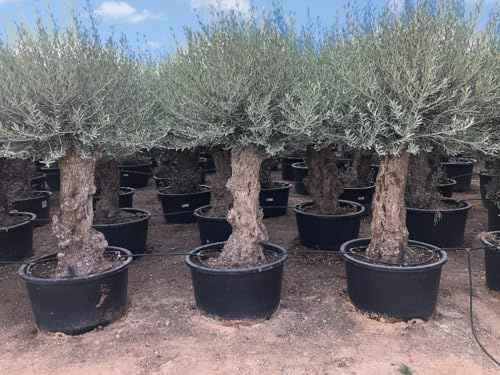 Sunnytree OLEA EUROPEA - WINTERHARTE OLIVENBAUM BONSAI 240 CM - STAMMUMFANG 100 JAHRE ALT