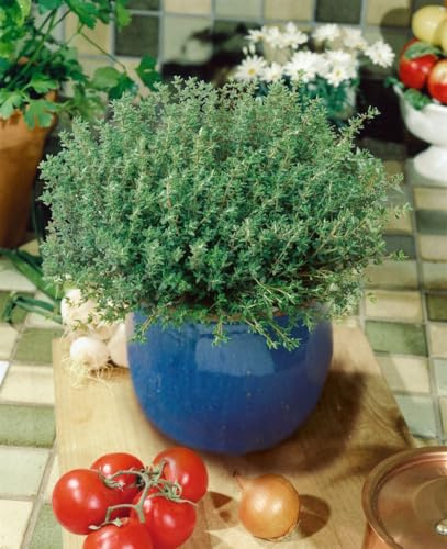 Thymus vulgaris 'Compactus' 9 cm Topf – Winterhart, Mehrjährig, Pflegeleicht – Echter Thymian – Küchenkraut für Kräuterbeet & Topf