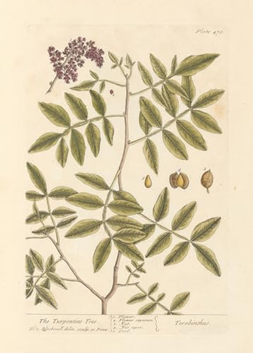 The turpentine tree (1739) Poster Print by Elizabeth Blackwell (24 x 36)