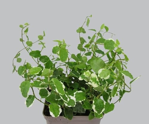 florari Ficus pumila variegata/weißbunte Kletterfeige