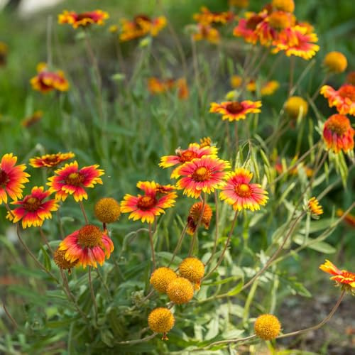 kokardenblume für sonnige plätze gaillardia schnittblumen winterharte kübelpflanzen bodendecker winterhart mehrjährig blumenwiese 400samen