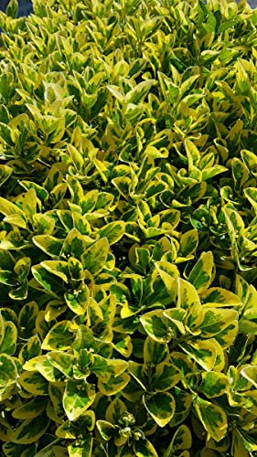 Euonymus japonicus 'Aureomarginatus' / Fusain du Japon panaché jaune/Conteneur de 7 à 10 litres