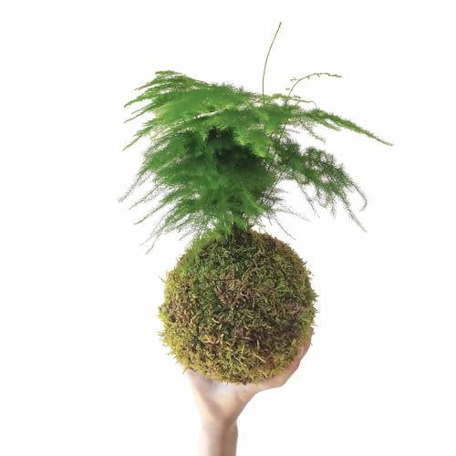 DECOALIVE Kokedama Asparagus Plumosus - Helecho Plumoso - Planta Envuelta en Musgo