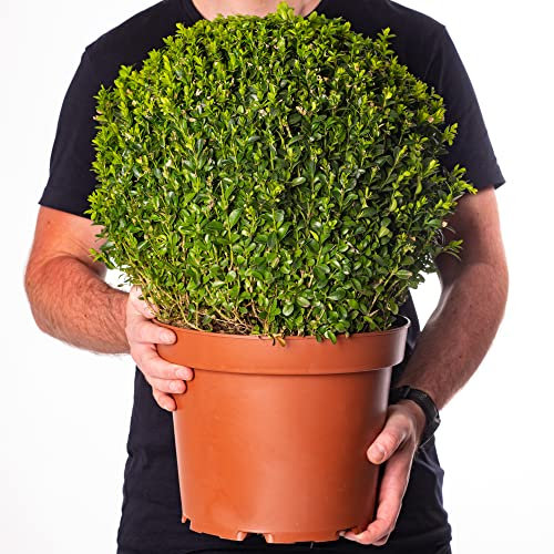 Buxus Ball Plant - Boxwood | Evergreen | Ornamental Globe Shaped Topiary | Potted Garden Shrub - 30cm Diameter