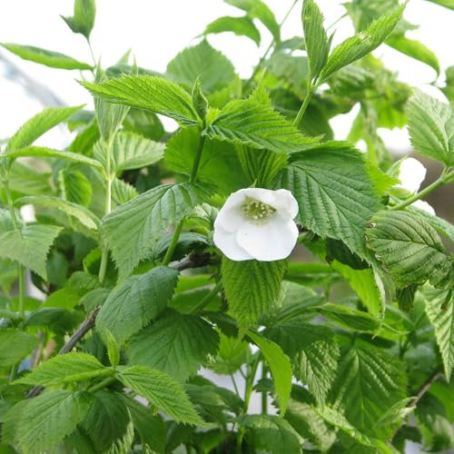 Pianta vera di Rhodotypos scandens - Diametro Vaso Ø 18 cm