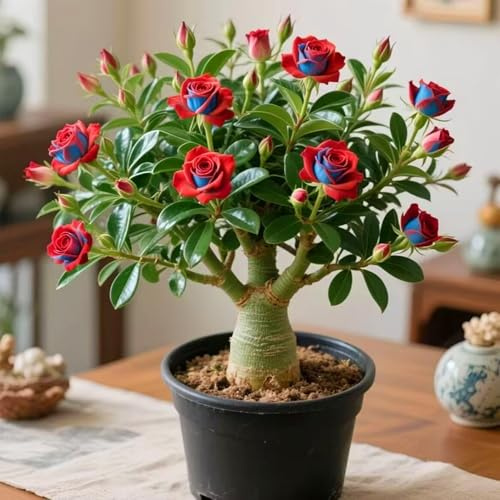 Bulbi di rosa del deserto - resistenti al calore e alla siccità - ornamentali - adatti per la decorazione della casa-2bulbi-B