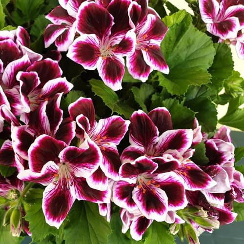 Geranios colgantes - Pelargonium - de interior raras Decoración de sala estar con camas elevadas pradera decorativas perenne semillas balcón del 250semillas