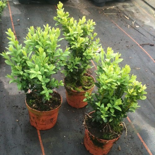 Pack of 3 Buxus Sempervirens Box Hedging Approximately 20cm Tall - Evergreen Hedge Plants