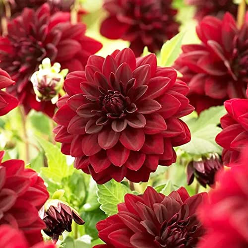 Dahlia Decorative – Dark, Exotic and Exciting – Perennial – Low Maintenance – Summer Flowering Bulb – for Your Beautiful Garden (1 x Dahlia Decorative Red)