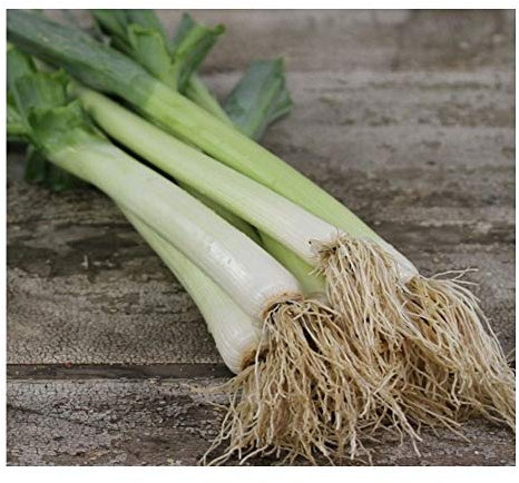 PREMIER SEEDS DIRECT - LEEK - BULGARIAN GIANT - 1000 FINEST SEEDS