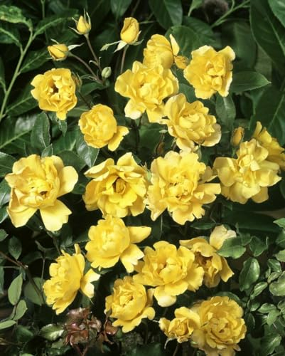 Rosa 'Dukat' – Winterhart, Mehrjährig – Edelrose – Beetpflanze für Garten & Rabatte