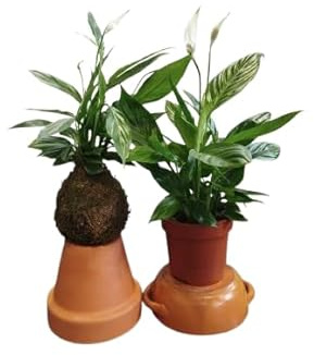 DECOALIVE Lirio de la Paz en Kokedama – Spathiphyllum – Ideal para Oficinas, Salas y Dormitorios
