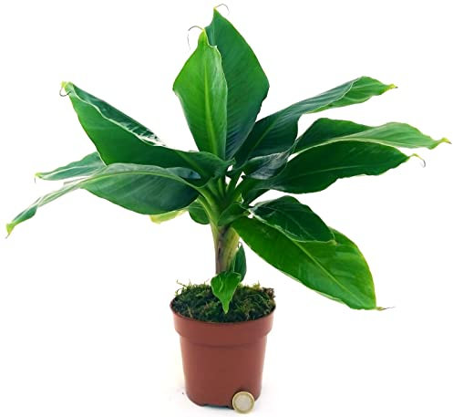 POWERS TO FLOWERS - BANANO, PIANTA DEL BANANO, VASO 12CM, pianta vera