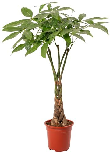 Pachira Aquatica Money Tree Evergreen Indoor House Plant for Home Office in Pot | Stunning Foliage, Real Plants (21cm Pot, 90-100cm)