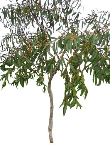 Winterharter-Schnee-Eucalyptus 30 Samen (Eucalyptus pauciflora ssp. debeuzevillei) Frosthart bis -20 Crad