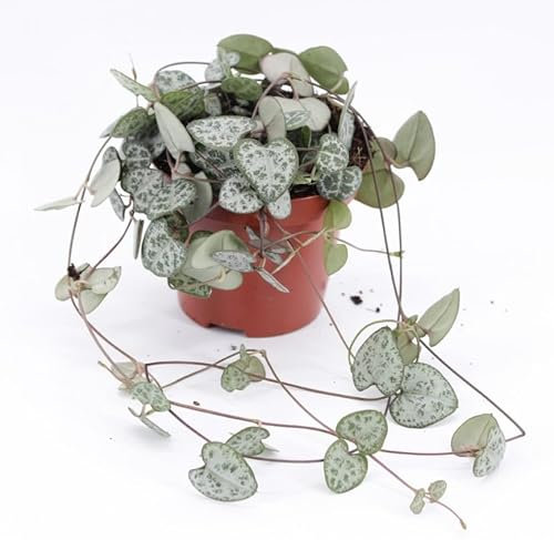 String of Hearts - Ceropegia Woodii - Trailing House Plant in 8 cm Pot Lenght 15cm