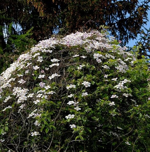 Berg Waldrebe Elizabeth 40-60cm - Clematis montana - lebende Gartenpflanze aus den Baumschulen