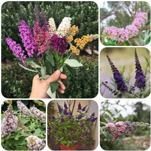 Semi di lillà farfalla, Buddleja lindleyana, luoghi soleggiati Buddleia, arbusti da resistenti, rustiche per balconi resistenti per il giardino 300pcs