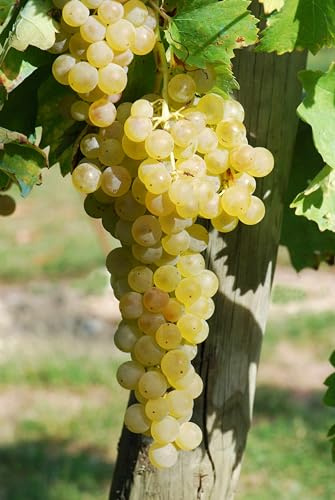 Barbatelle piante di Uva Vite da vino Bianca, Piante di I scelta innestate (Trebbiano Tosc.)
