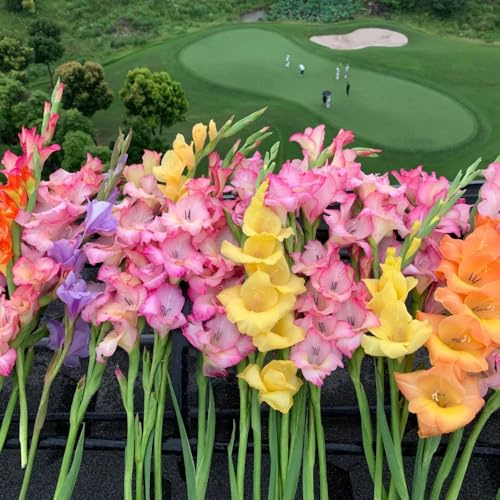 10 pcs Gladiolen Zwiebeln Winterhart - blumen geschenk, deko wohnzimmer Gladiolus Frühlingsblüher Zwiebeln - flowers decoration, zimmerpflanzen Blumenzwiebel Bodendecker Winterhart