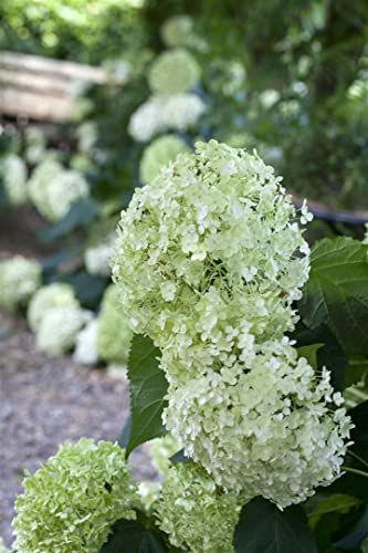 Hydrangea arborescens 'Annabelle' 100-125 cm - Schneeballhortensie, weiße Blüten, Blütezeit Juni-September, ideal für Rabatten, pflegeleicht und winterhart