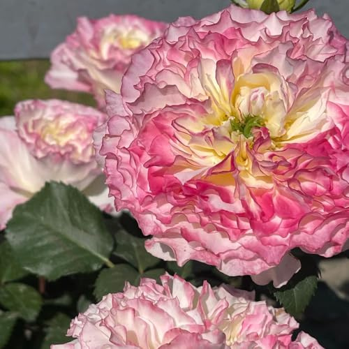 semillas de rosal, ornamental resistente de arbustos semillas silvestres jardín rocas resistentes invernaderos balcón 150pcs