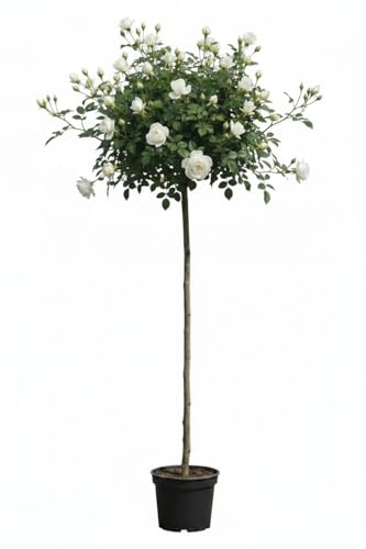Rose 'Kristall' Hochstamm, Rosenstamm, Weiße Duftrose, Höhe 170–180 cm | Öfterblühend, Winterhart, Stammhöhe 110 cm
