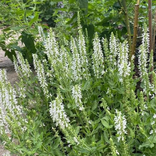 Semillas de salvia - semillas exóticas Salvia japonica - orgánicas perennes 500pcs