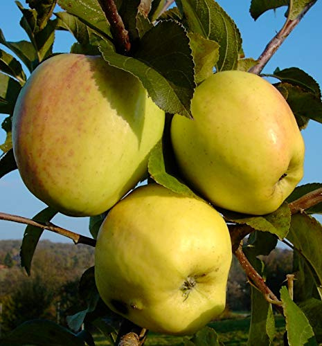Weißer Winterglockenapfel, Apfelbaum, Spätsorte, Buschbaum (kleinbleibend) 120-140cm im Topf