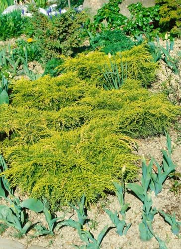 Chinesischer Wacholder Juniperus chinensis Goldfern 20-25 cm winterhart